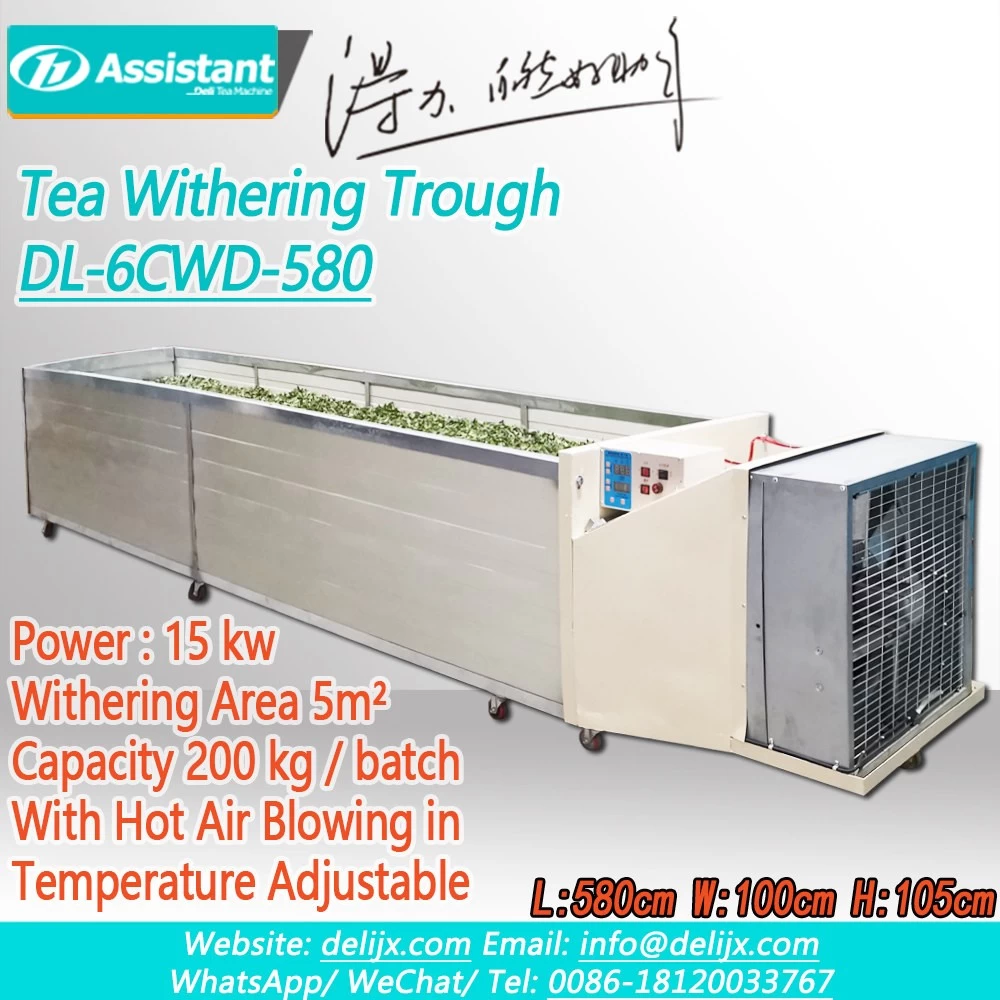 
Machine de traitement de flétrissement de thé noir de 5 mètres de longueur DL-6CWD-580